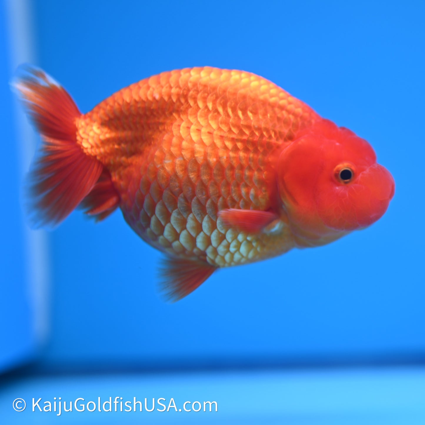 Red/Orange Buffalo Ranchu 4in Body (240621_RC01) - Kaiju Goldfish USA