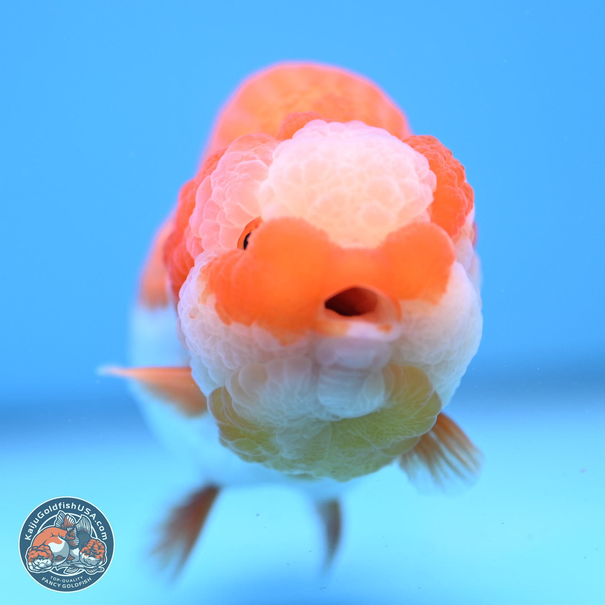 Jade Top Red White Lionchu 4in Body (240823_RC01) - Kaiju Goldfish USA