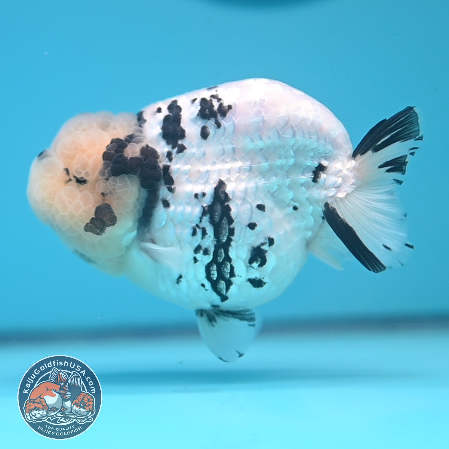 Panda Ranchu 4.25 inches Body (250530_RC01)