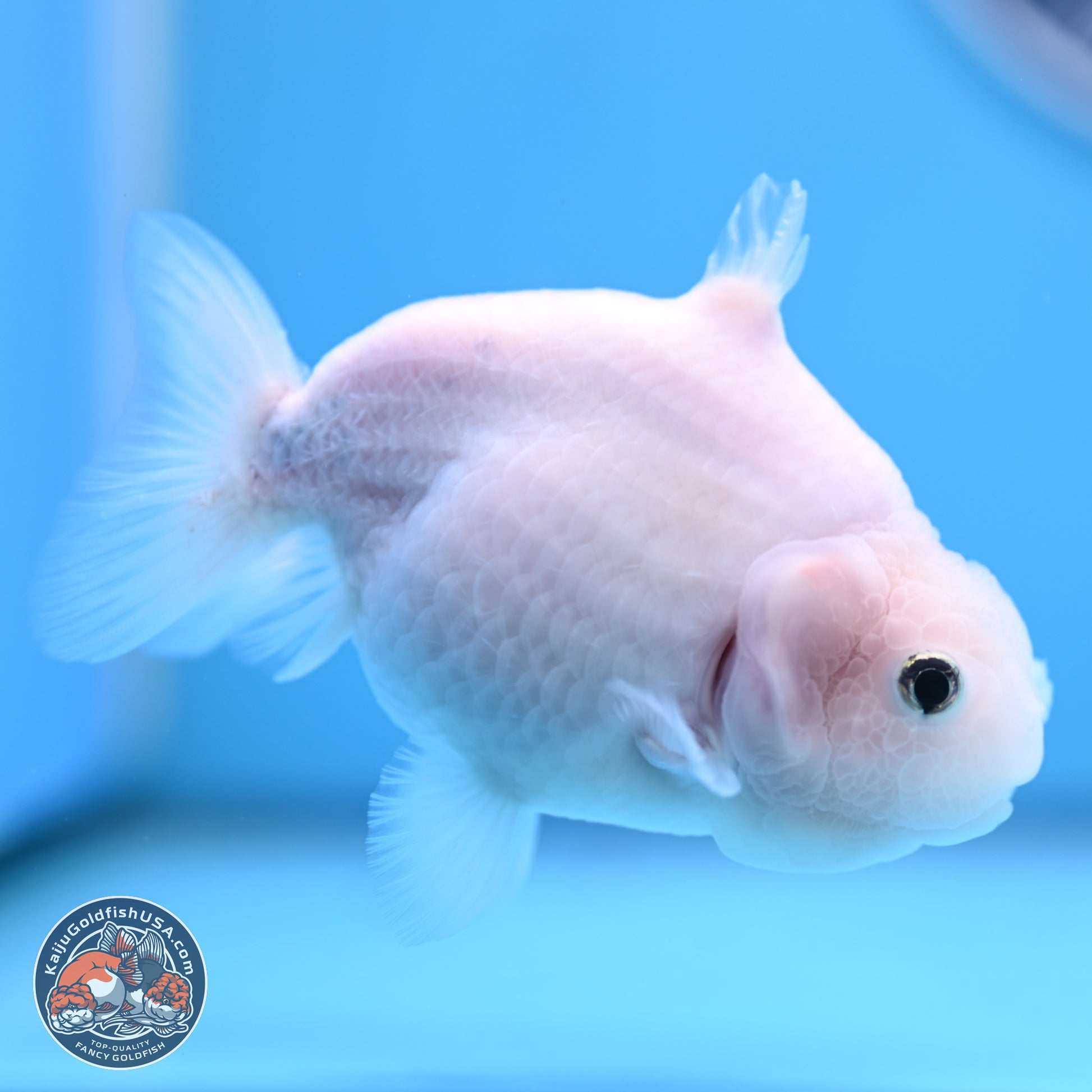 Shark Fin Ranchu 3.5 inches(240802_RC01) - Kaiju Goldfish USA