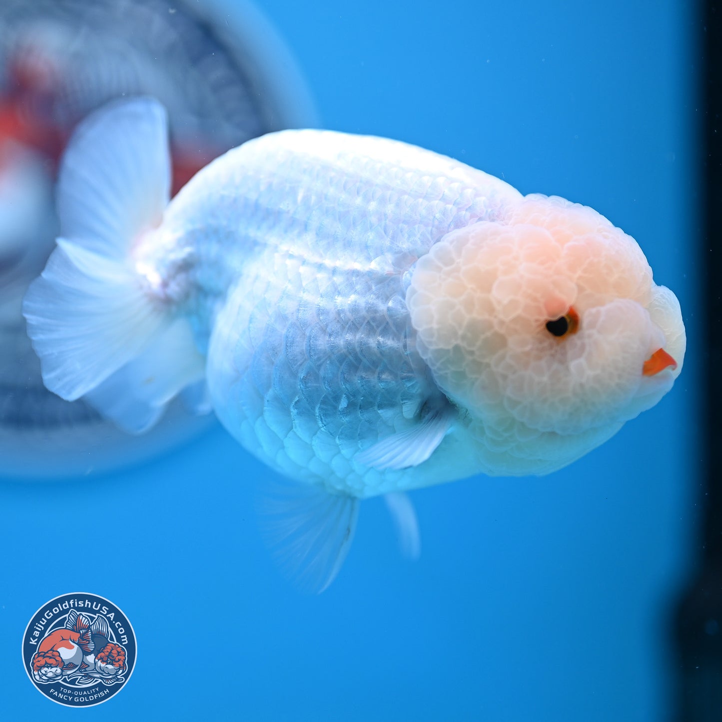 AA Grade Lemon Head White Lionchu 3.5-4 inches (240906_RC01) - Kaiju Goldfish USA