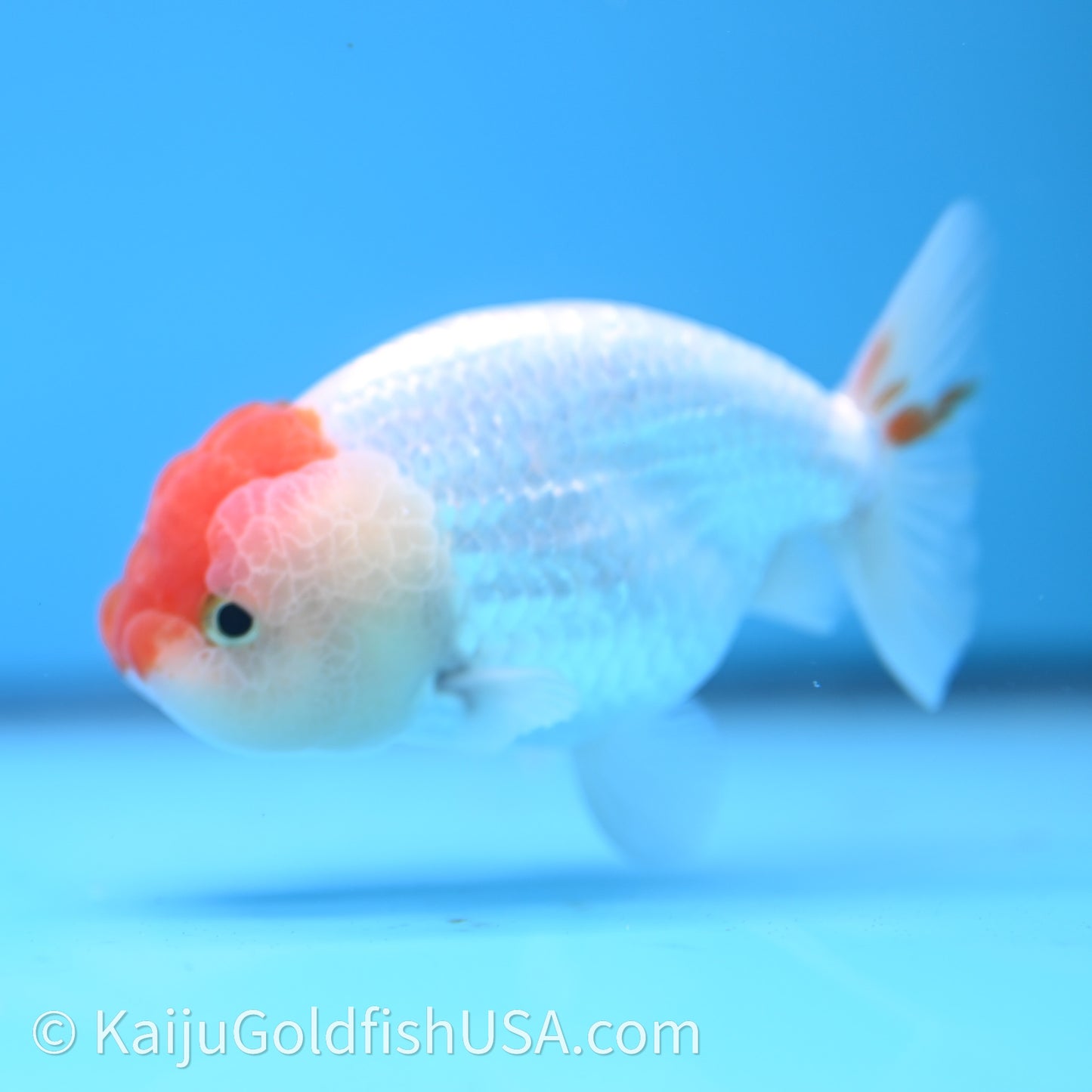 Red White Lionchu 3.5in body (240726_RC01) - Kaiju Goldfish USA