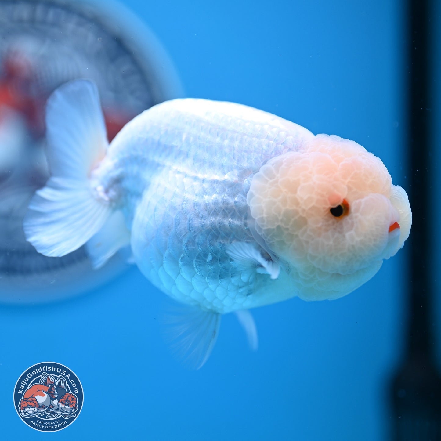 AA Grade Lemon Head White Lionchu 3.5-4 inches (240906_RC01) - Kaiju Goldfish USA