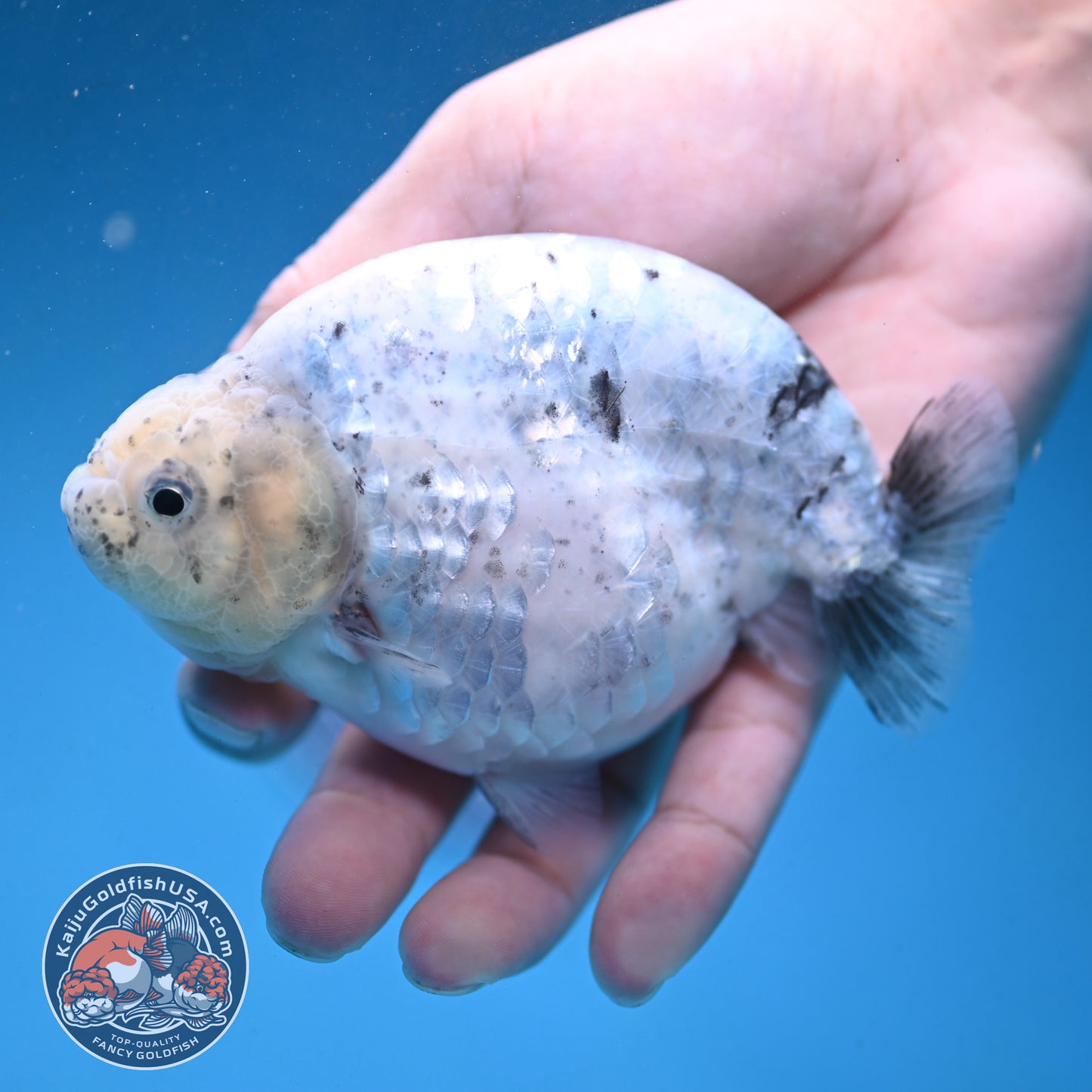 Granite Ranchu 4.5 inch Body (250926_RC01)
