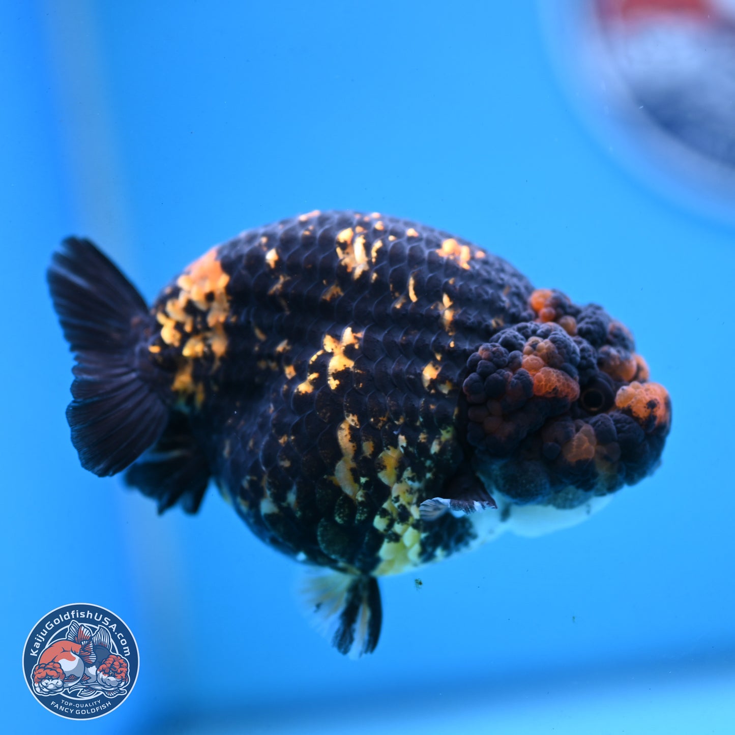 Heavy Ink Tiger Ranchu 4 inches Body - Female (250103_RC01) - Kaiju Goldfish USA