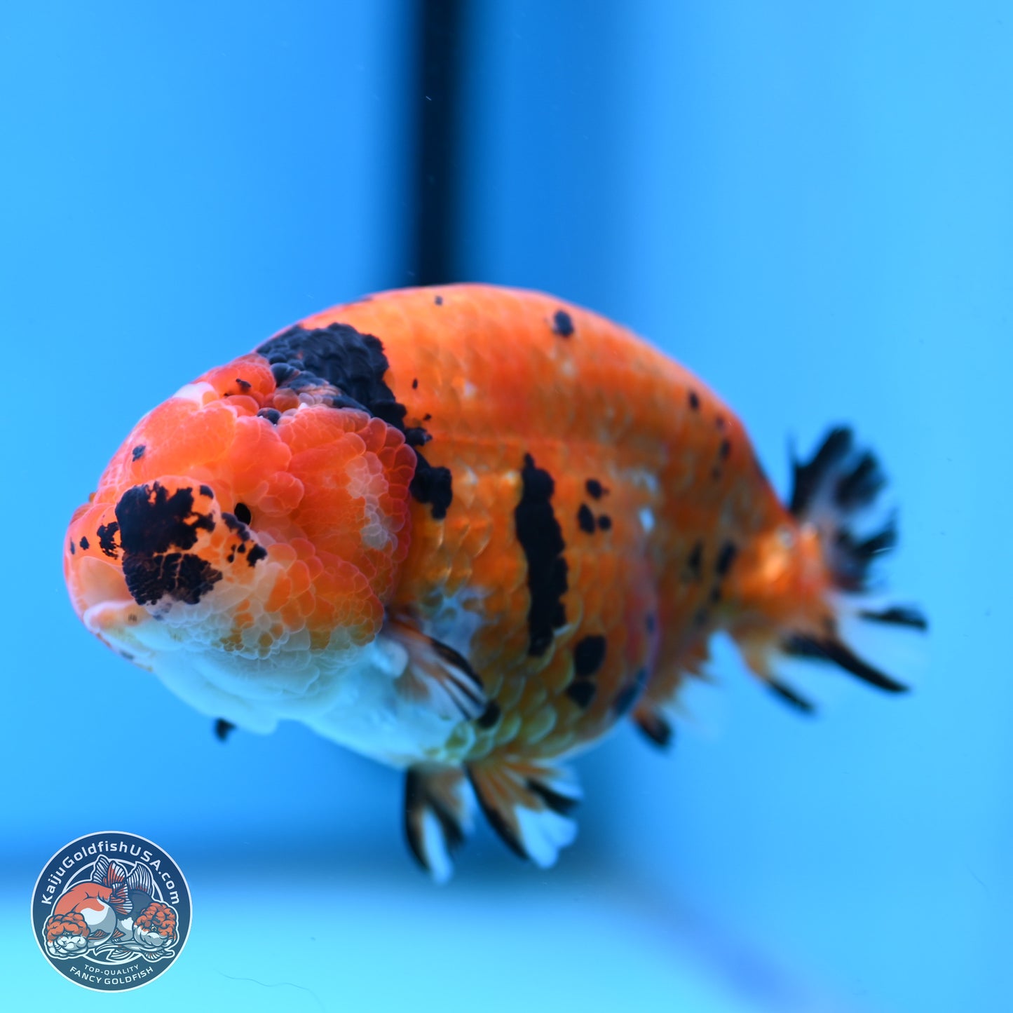 Gold Coin Sakura Ranchu 4.5 inches (241101_RC01) - Kaiju Goldfish USA