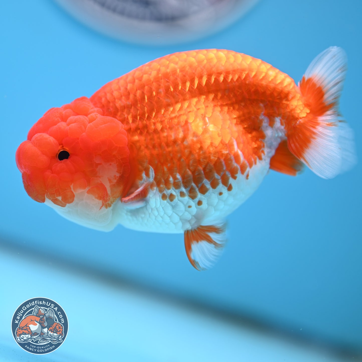 Red White Buffalo Ranchu 4.5 inches Body - Female (250404_RC01)