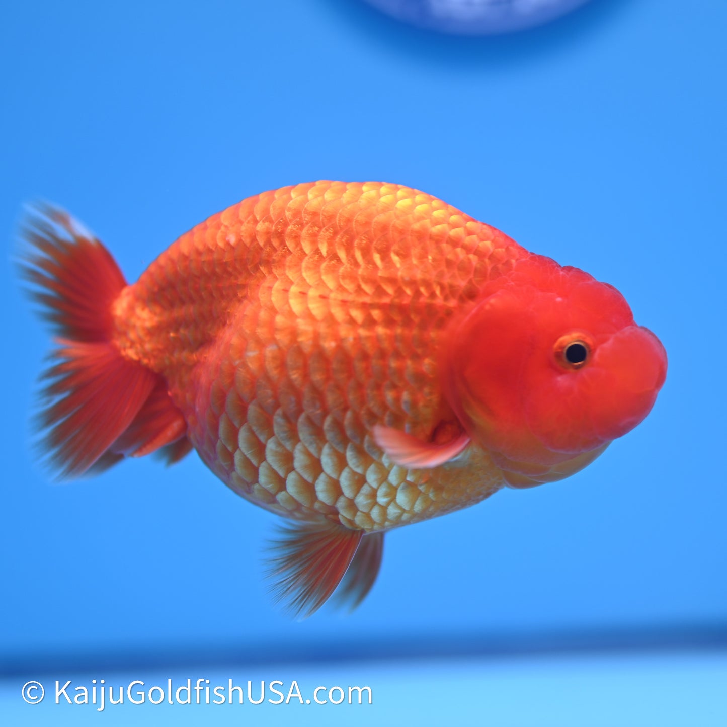 Red/Orange Buffalo Ranchu 4in Body (240621_RC01) - Kaiju Goldfish USA