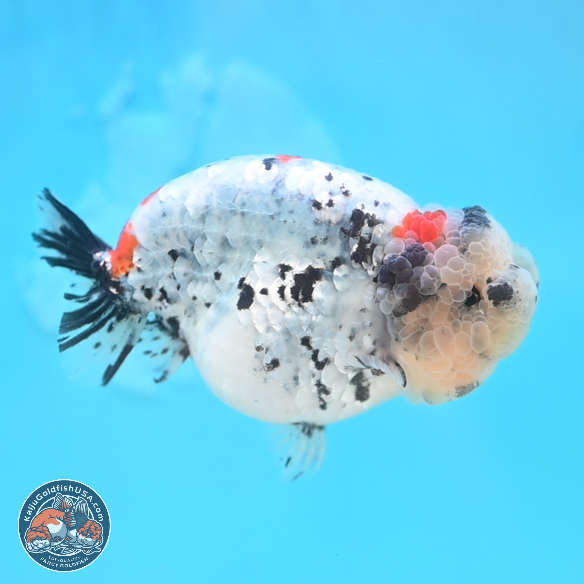 Blue Based Calico Ranchu Goldfish for Sale | Kaiju Goldfish USA