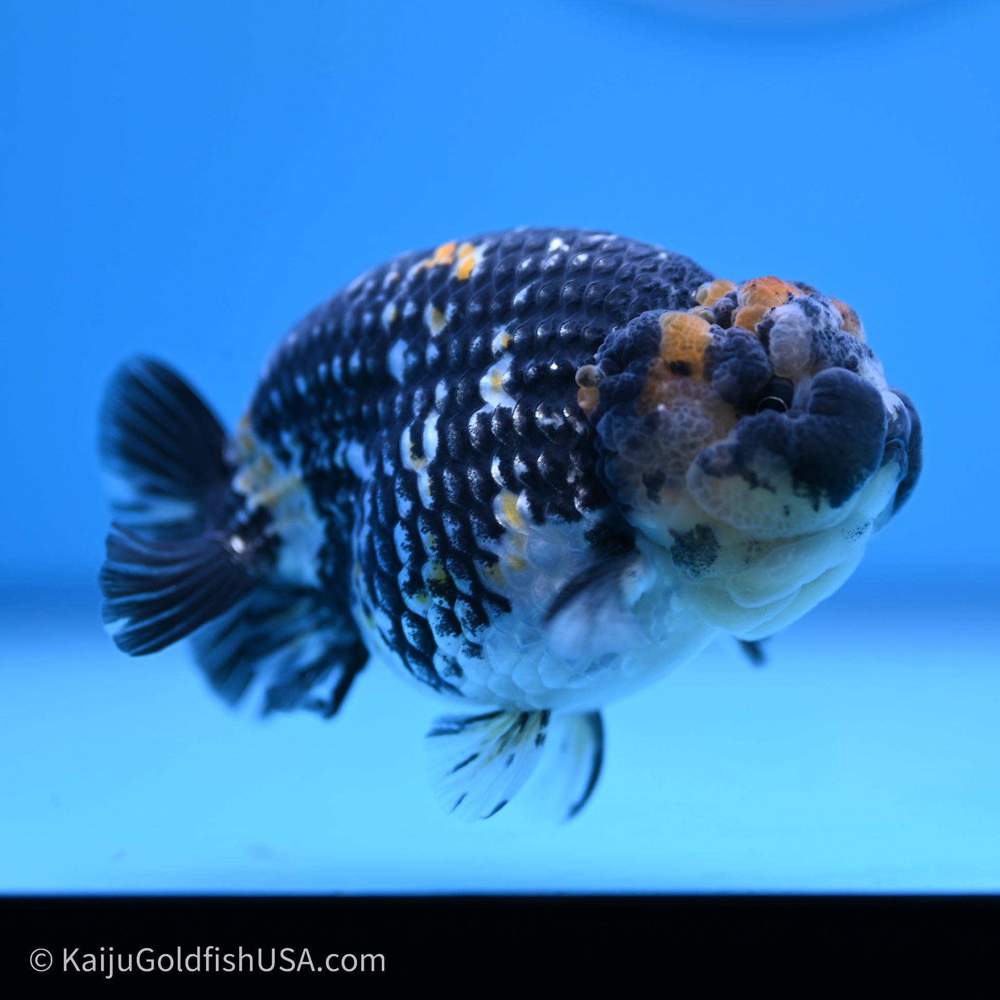 Tricolor Heavy Ink Tiger Ranchu 3.5 inches (240719_RC01) - Kaiju Goldfish USA