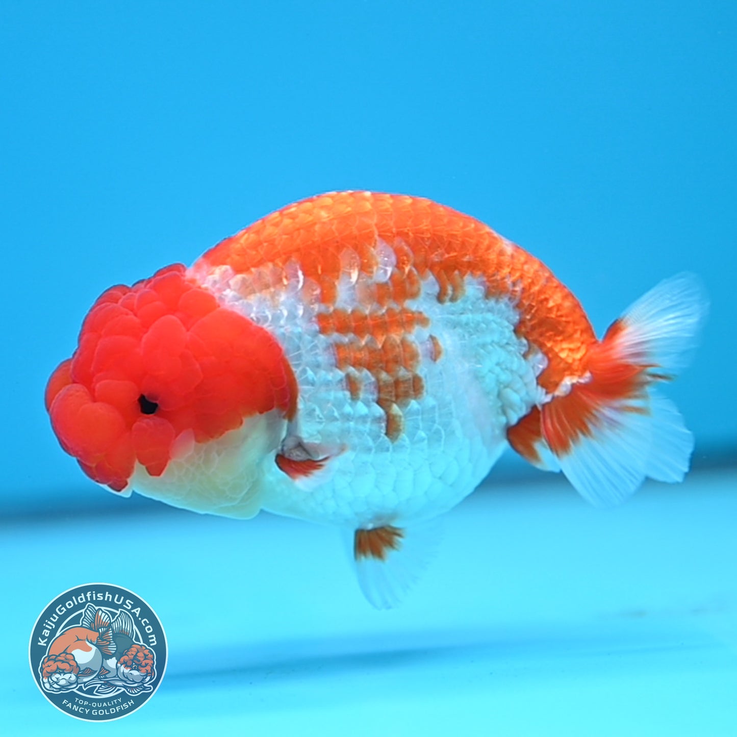 Red White Buffalo Ranchu 4 inches Body (250516_RC01)