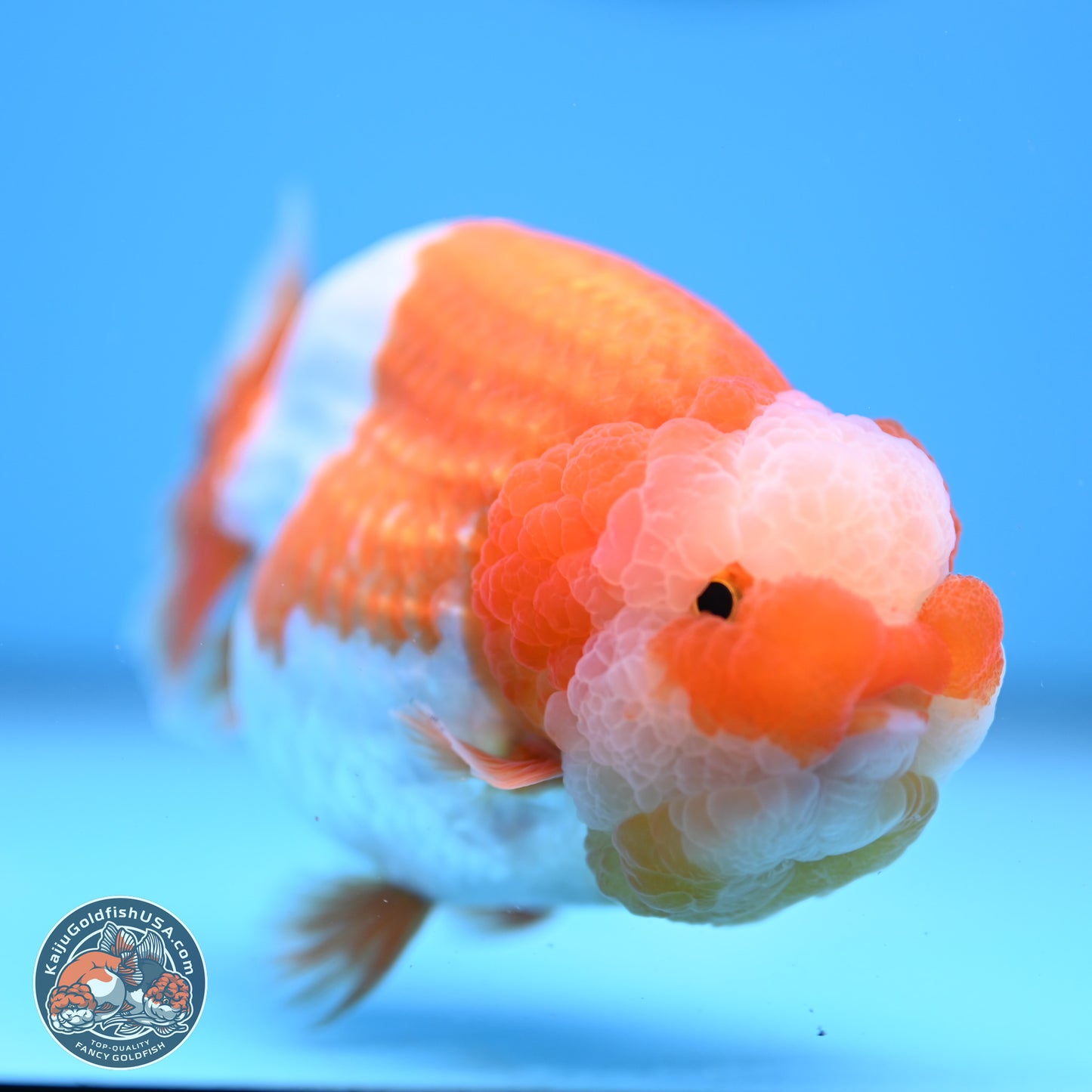 Jade Top Red White Lionchu 4in Body (240823_RC01) - Kaiju Goldfish USA