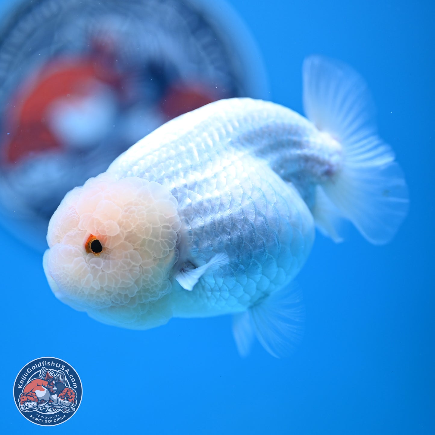 AA Grade Lemon Head White Lionchu 3.5-4 inches (240906_RC01) - Kaiju Goldfish USA