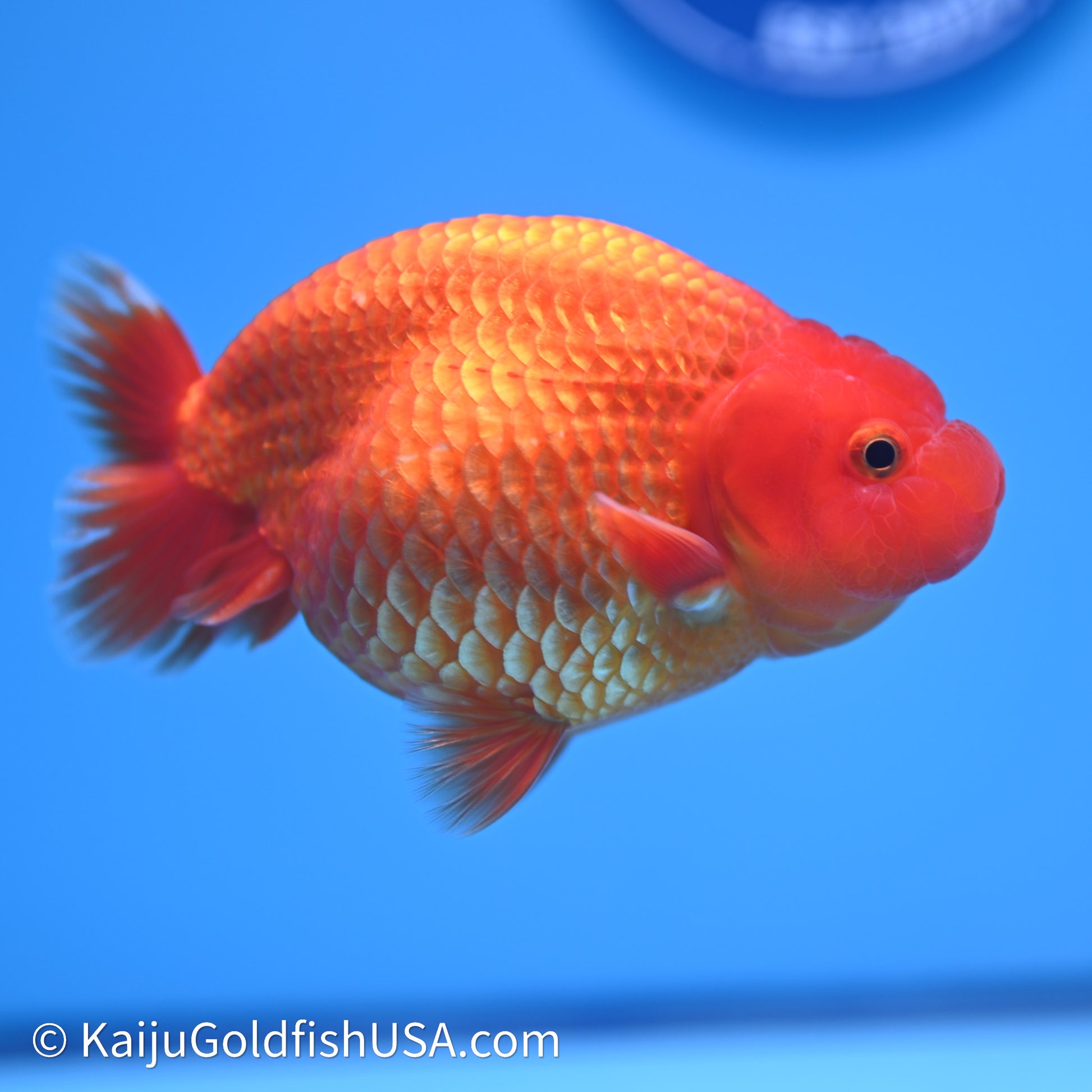 Red/Orange Buffalo Ranchu 4in Body (240621_RC01) - Kaiju Goldfish USA