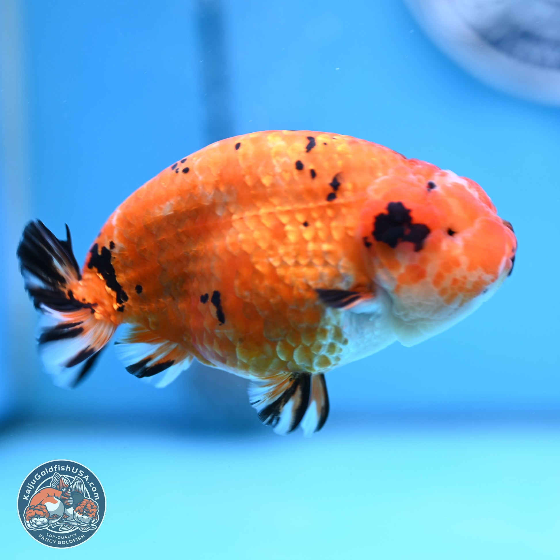 Gold Coin Sakura Ranchu 4.5 inches (241101_RC01) - Kaiju Goldfish USA