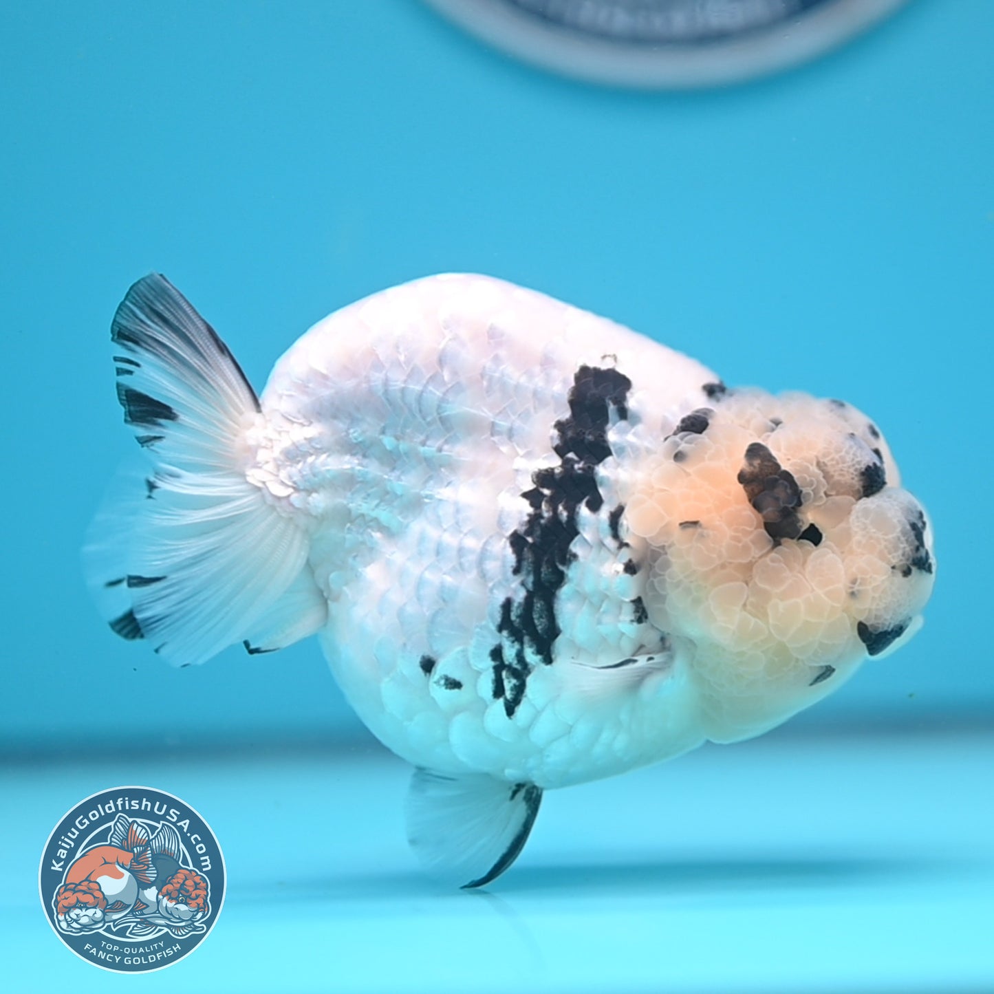 Panda Ranchu 4.25 inches Body (250530_RC01)