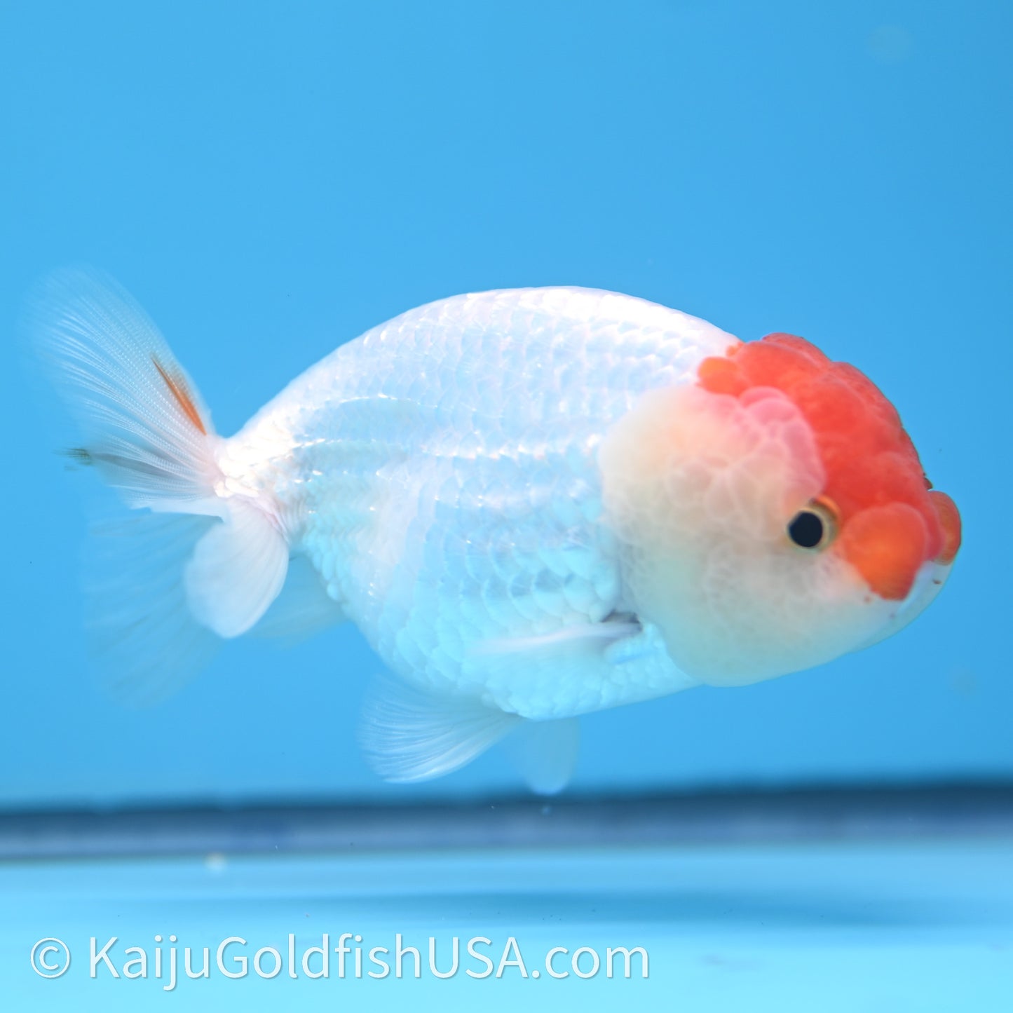 Red White Lionchu 3.5in body (240726_RC01) - Kaiju Goldfish USA