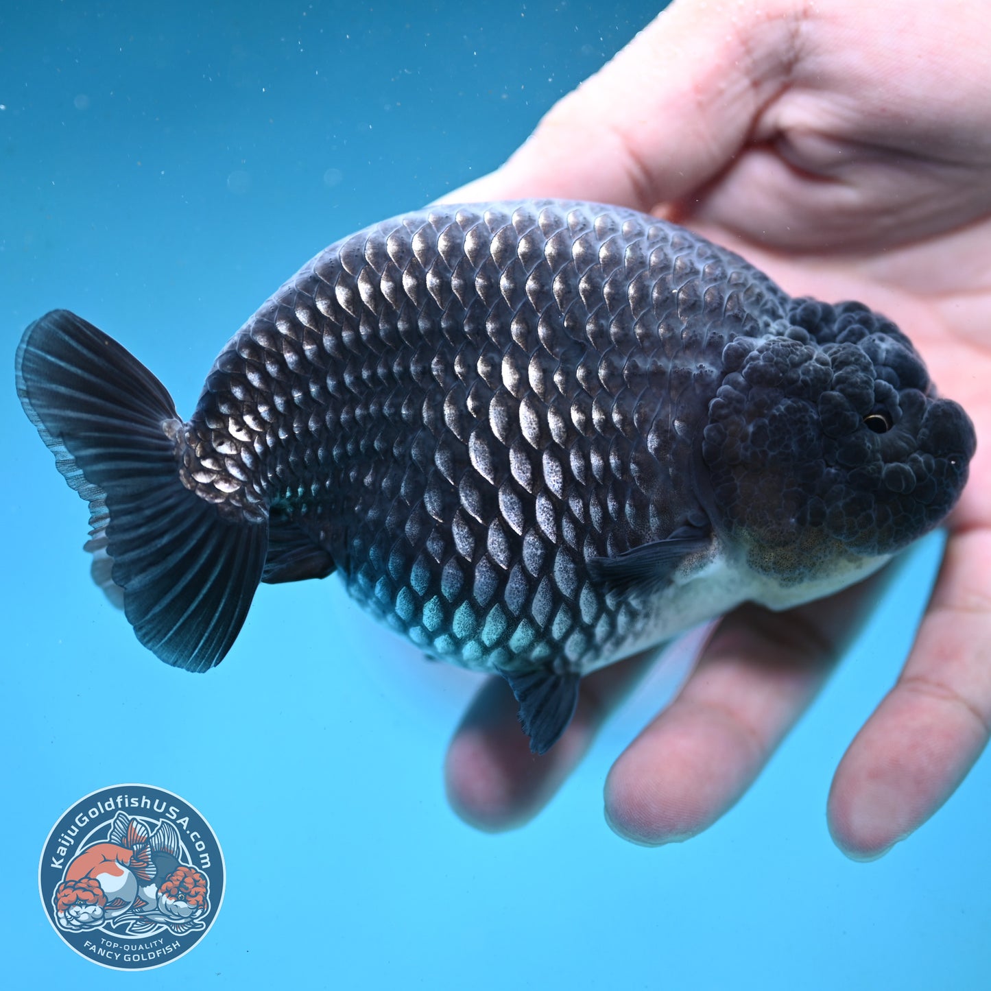 Platinum Ranchu 4.5 inch Body (251003_RC01)