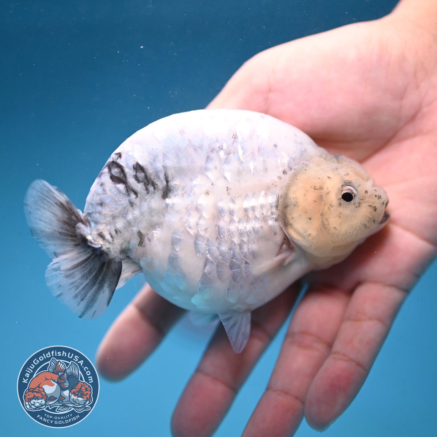 Granite Ranchu 4.5 inch Body (250926_RC01)