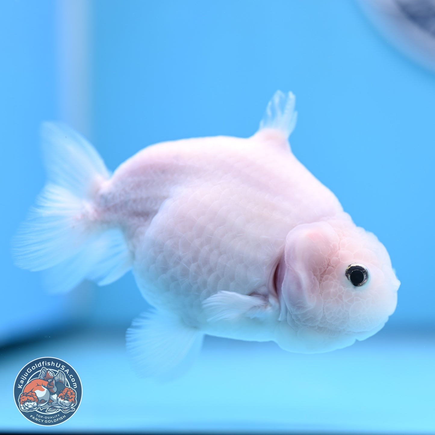 Shark Fin Ranchu 3.5 inches(240802_RC01) - Kaiju Goldfish USA