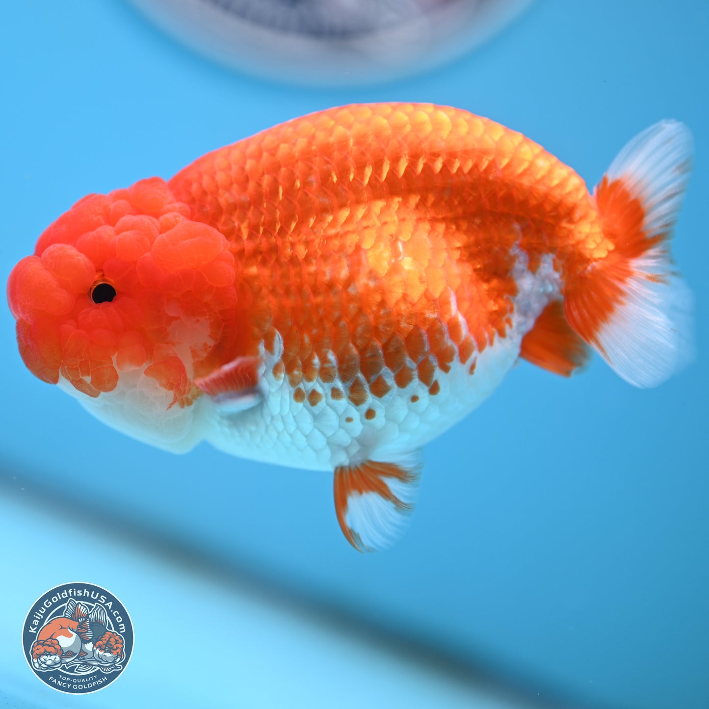 Red White Buffalo Ranchu 4.5 inches Body - Female (250404_RC01)