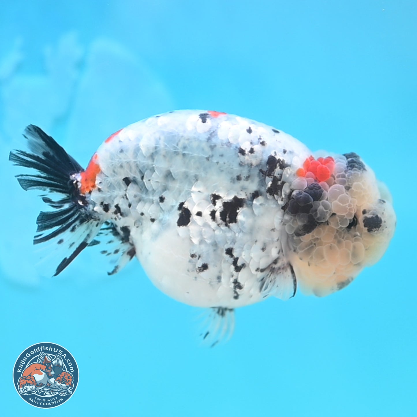 Blue Based Calico Ranchu 4 inches Body - Female (250131_RC01)