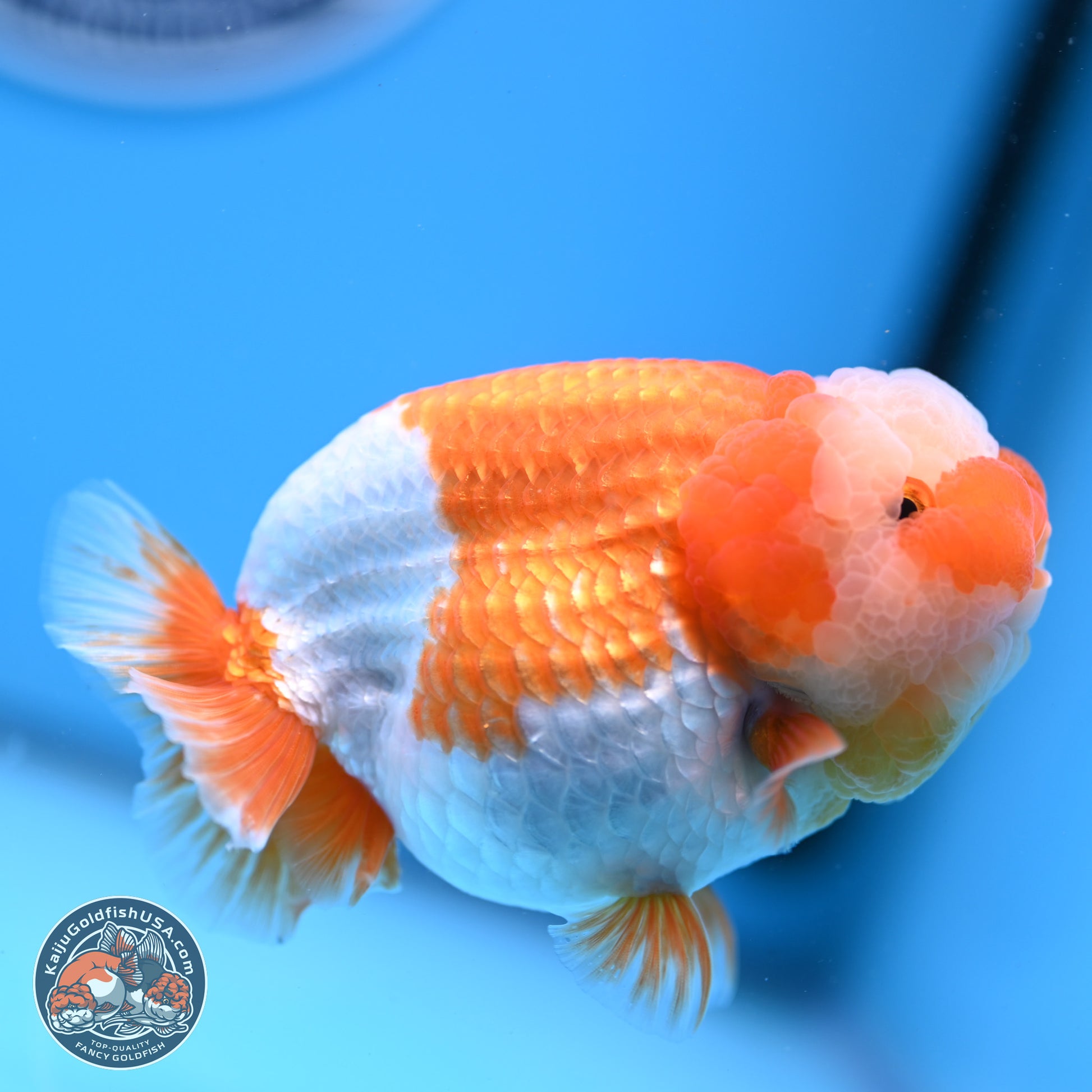 Jade Top Red White Lionchu 4in Body (240823_RC01) - Kaiju Goldfish USA