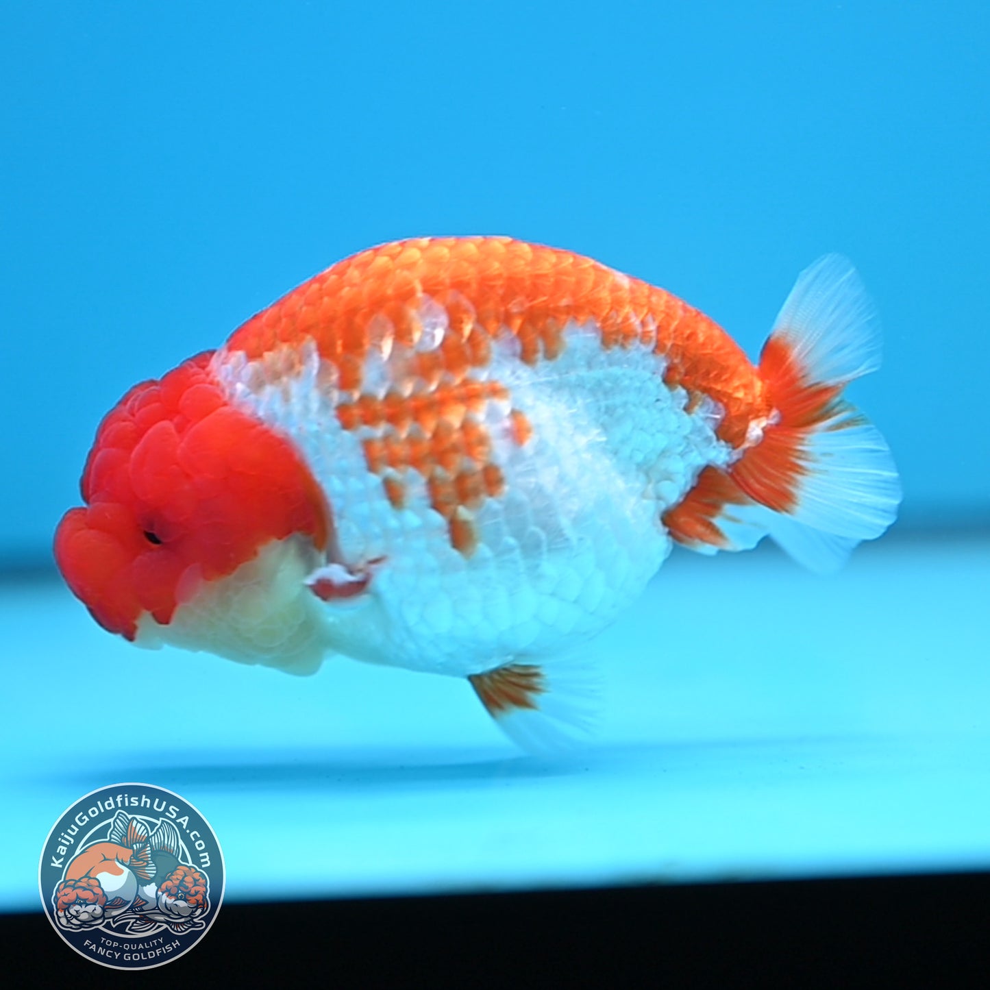 Red White Buffalo Ranchu 4 inches Body (250516_RC01)