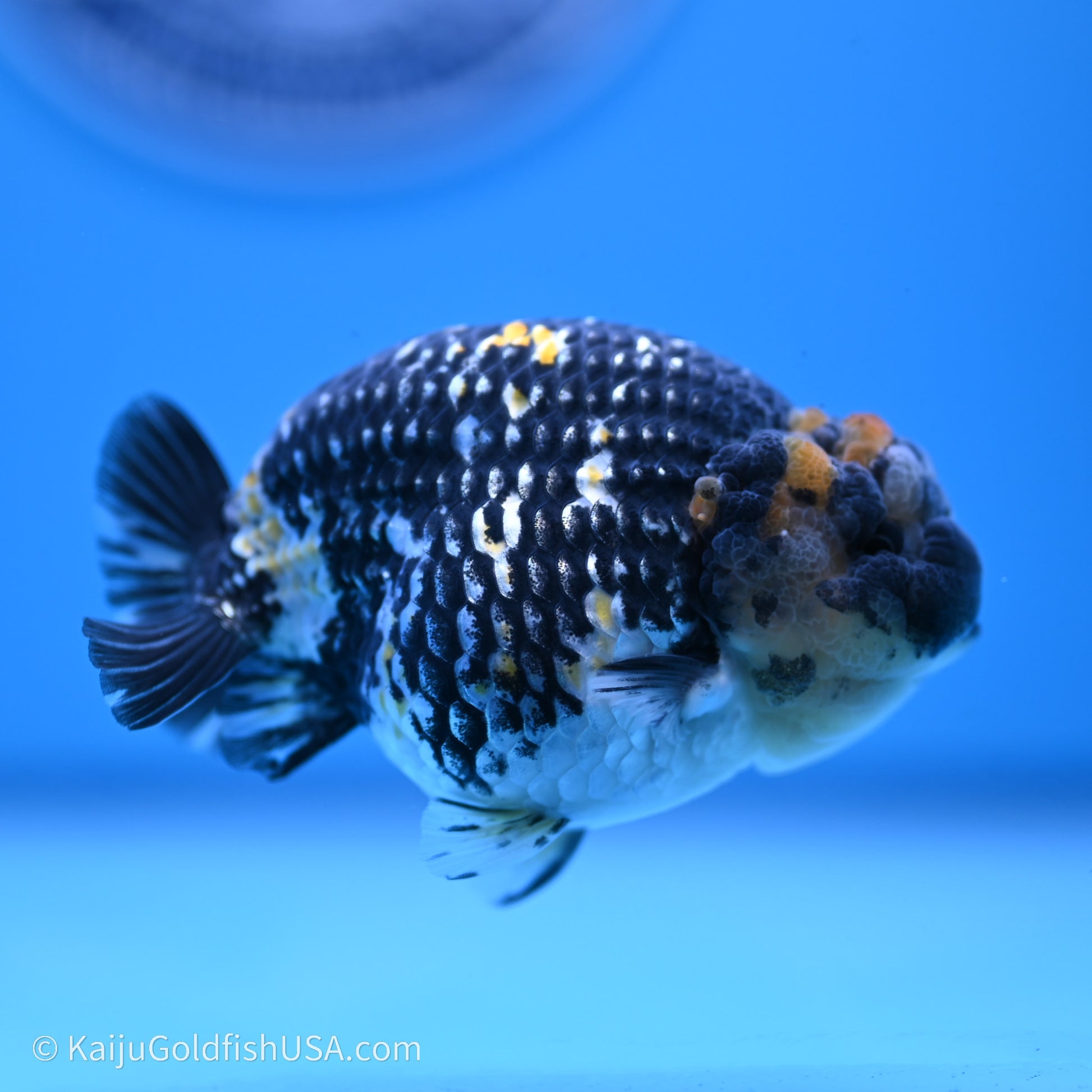 Tricolor Heavy Ink Tiger Ranchu 3.5 inches (240719_RC01) - Kaiju Goldfish USA