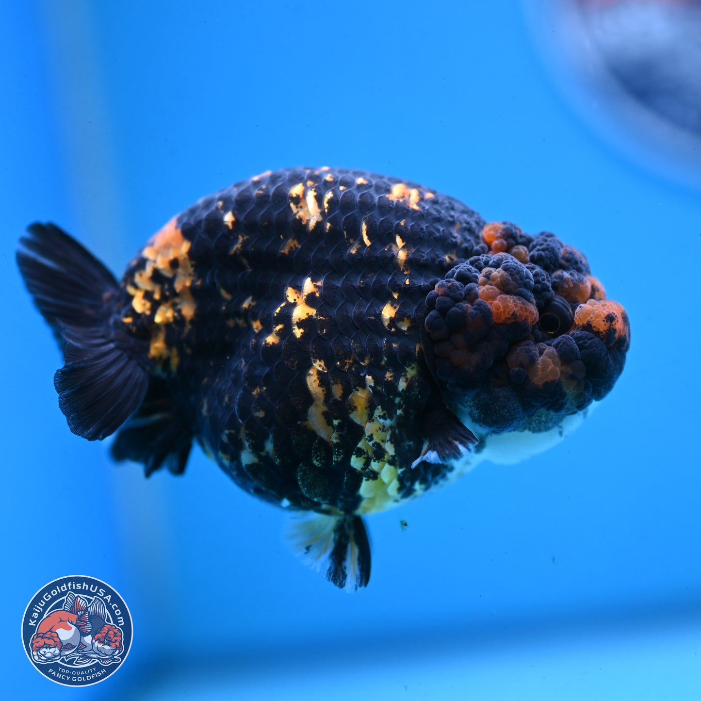 Heavy Ink Tiger Ranchu 4 inches Body - Female (250103_RC01) - Kaiju Goldfish USA