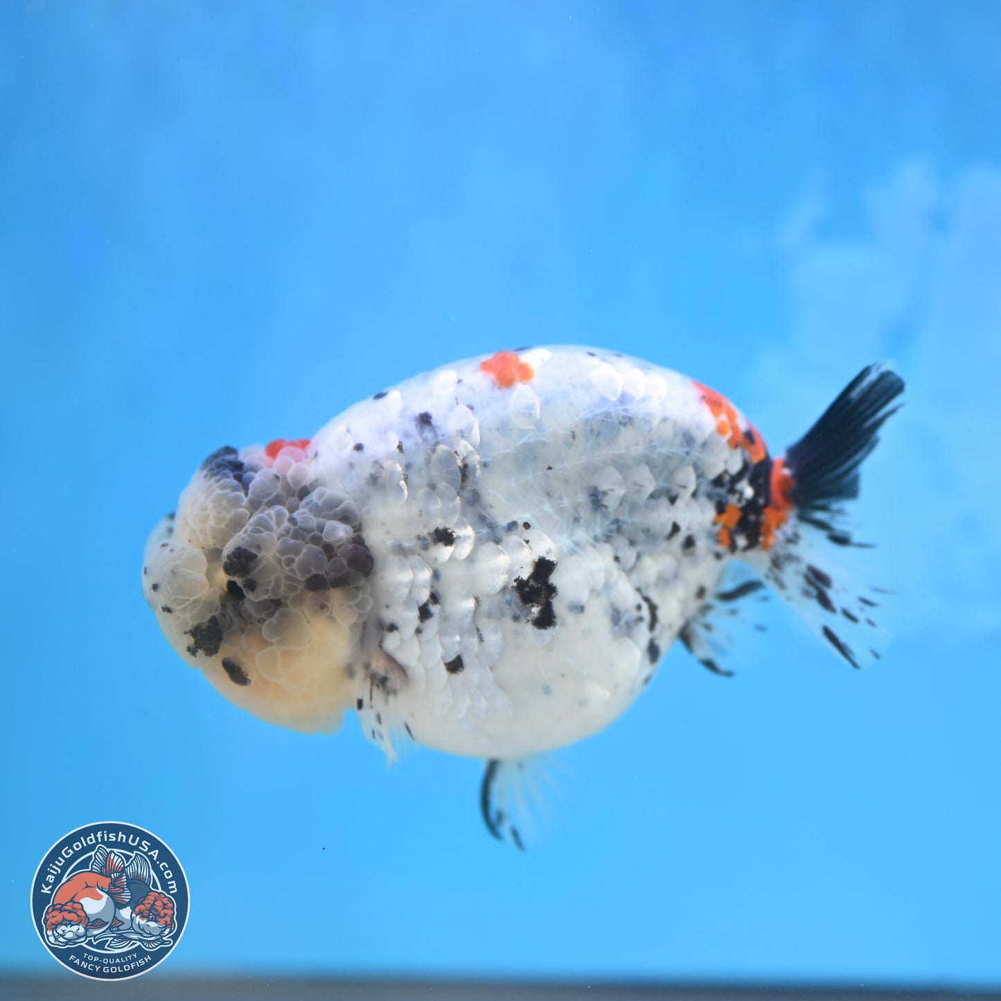 Blue Based Calico Ranchu 4 inches Body - Female (250131_RC01)