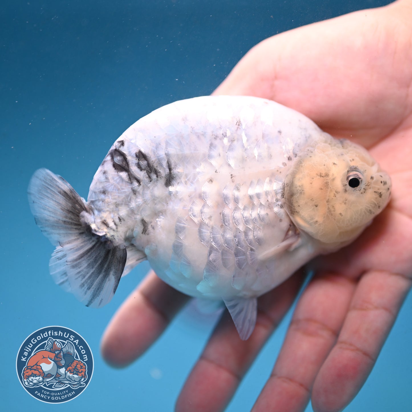 Granite Ranchu 4.5 inch Body (250926_RC01)