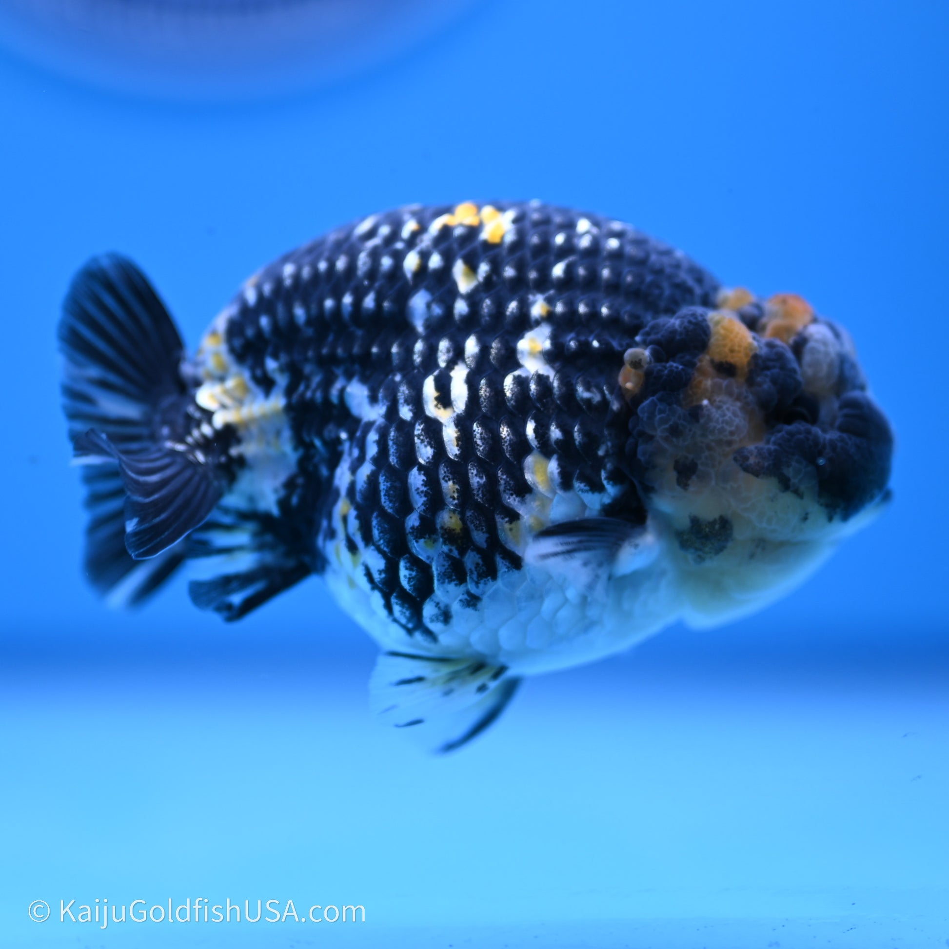 Tricolor Heavy Ink Tiger Ranchu 3.5 inches (240719_RC01) - Kaiju Goldfish USA