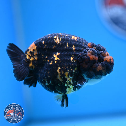 Heavy Ink Tiger Ranchu 4 inches Body - Female (250103_RC01) - Kaiju Goldfish USA