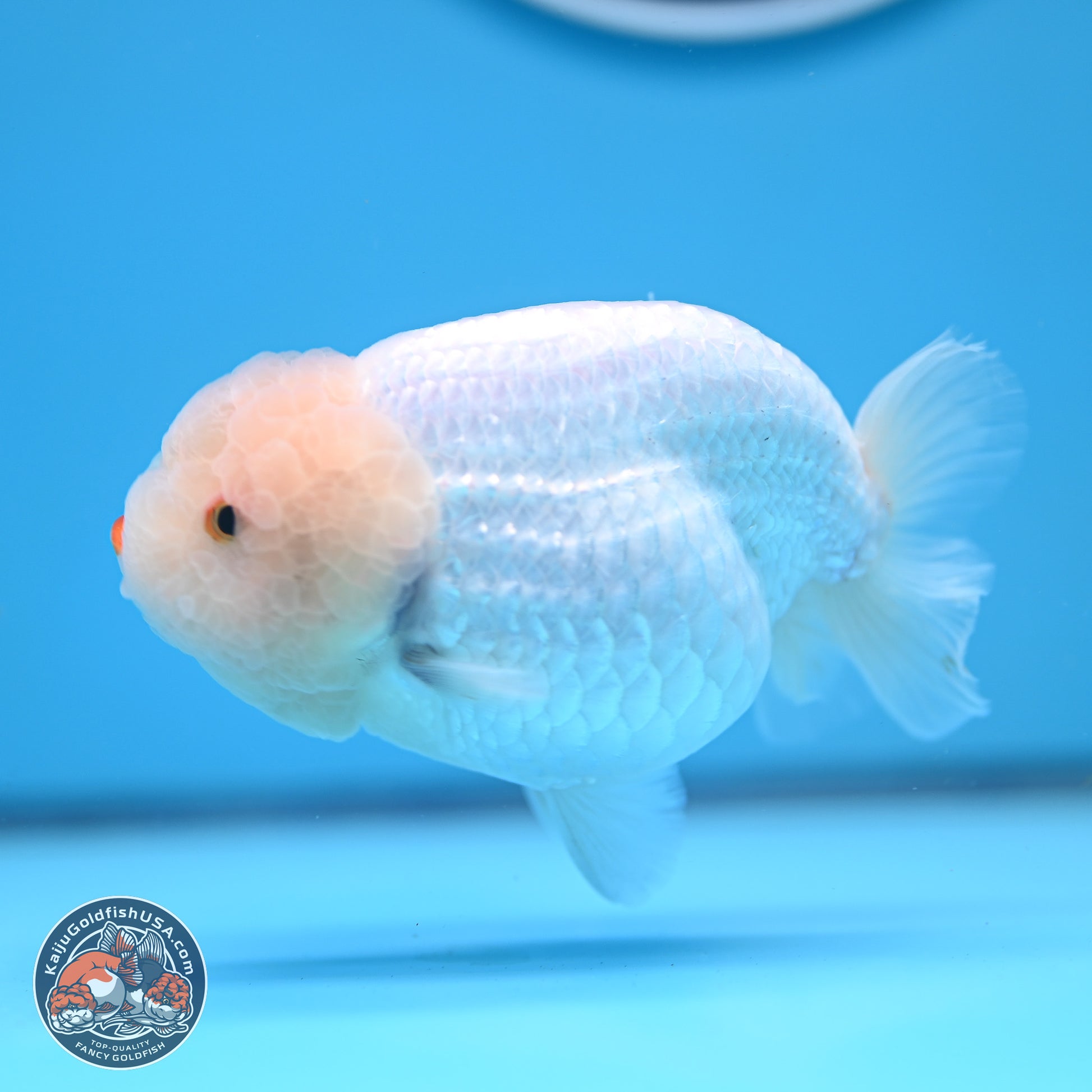 AA Grade Lemon Head White Lionchu 3.5-4 inches (240906_RC01) - Kaiju Goldfish USA