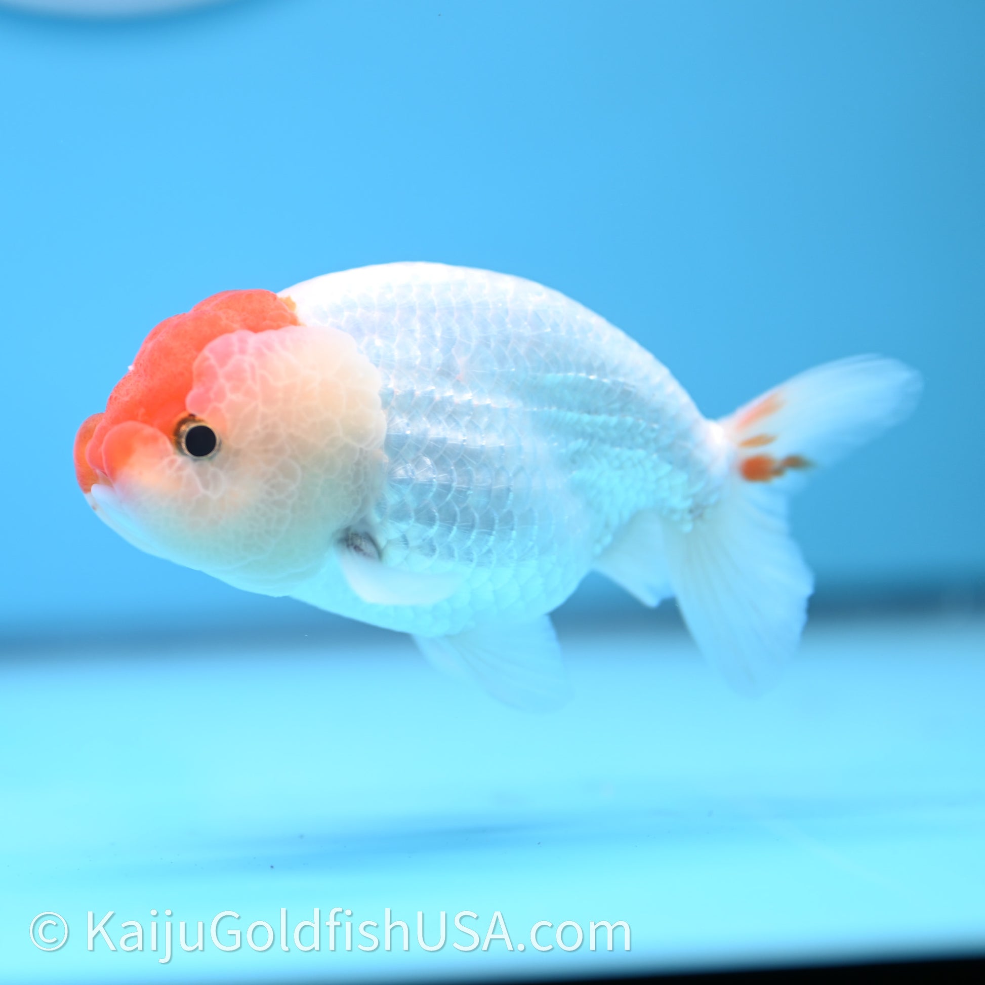 Red White Lionchu 3.5in body (240726_RC01) - Kaiju Goldfish USA