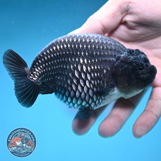 Platinum Ranchu 4.5 inch Body (251003_RC01)