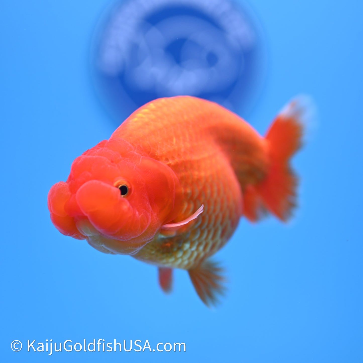 Red/Orange Buffalo Ranchu 4in Body (240621_RC01) - Kaiju Goldfish USA