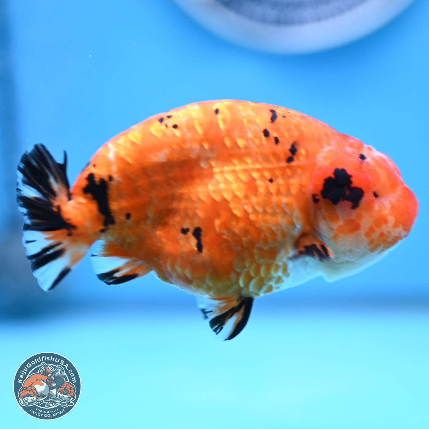 Gold Coin Sakura Ranchu 4.5 inches (241101_RC01) - Kaiju Goldfish USA