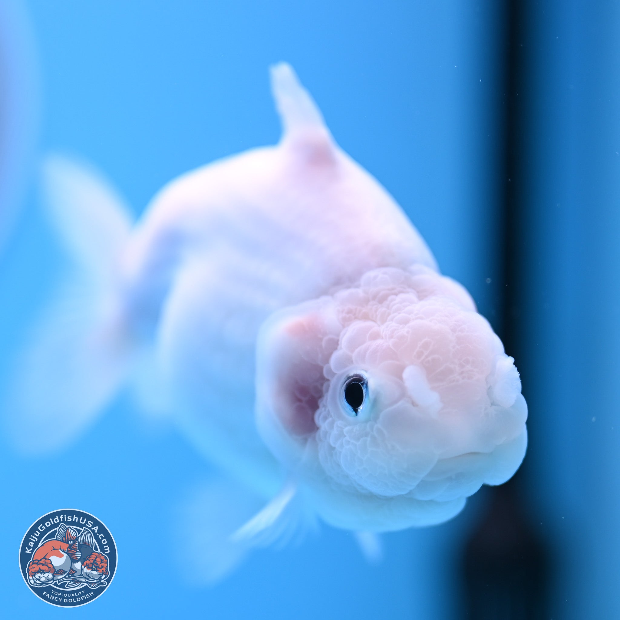 Shark Fin Ranchu | Kaiju Goldfish USA