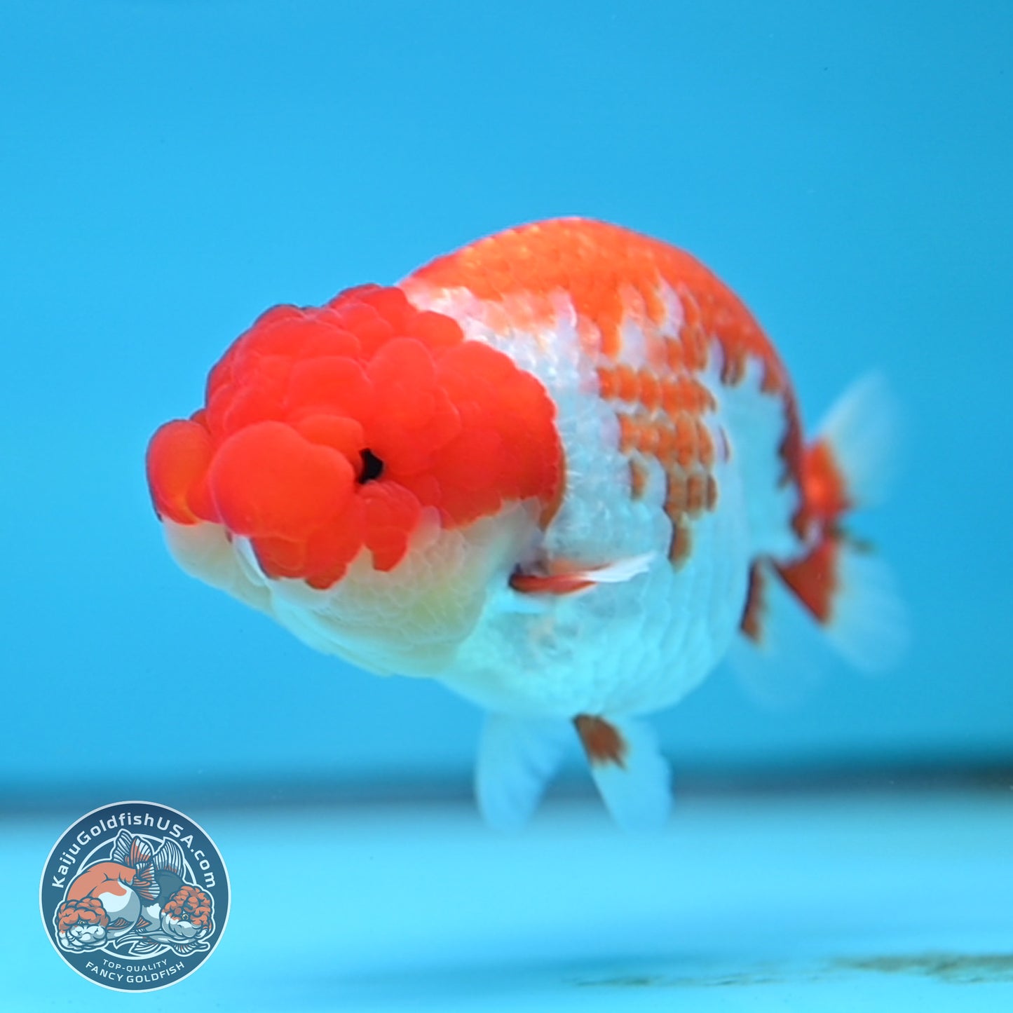 Red White Buffalo Ranchu 4 inches Body (250516_RC01)
