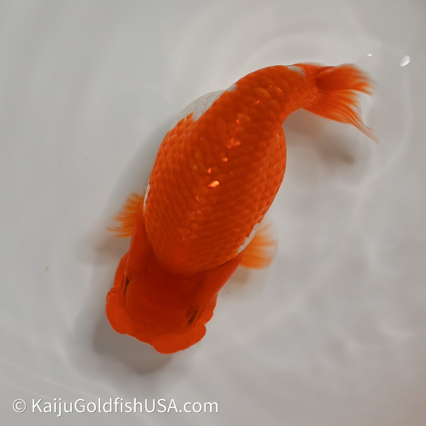Red White Buffalo Ranchu 4in Body (240614_RC01) - Kaiju Goldfish USA
