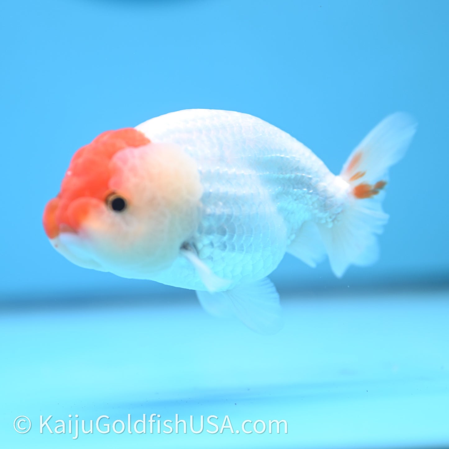 Red White Lionchu 3.5in body (240726_RC01) - Kaiju Goldfish USA