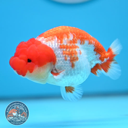 Red White Buffalo Ranchu 4 inches Body (250516_RC01)