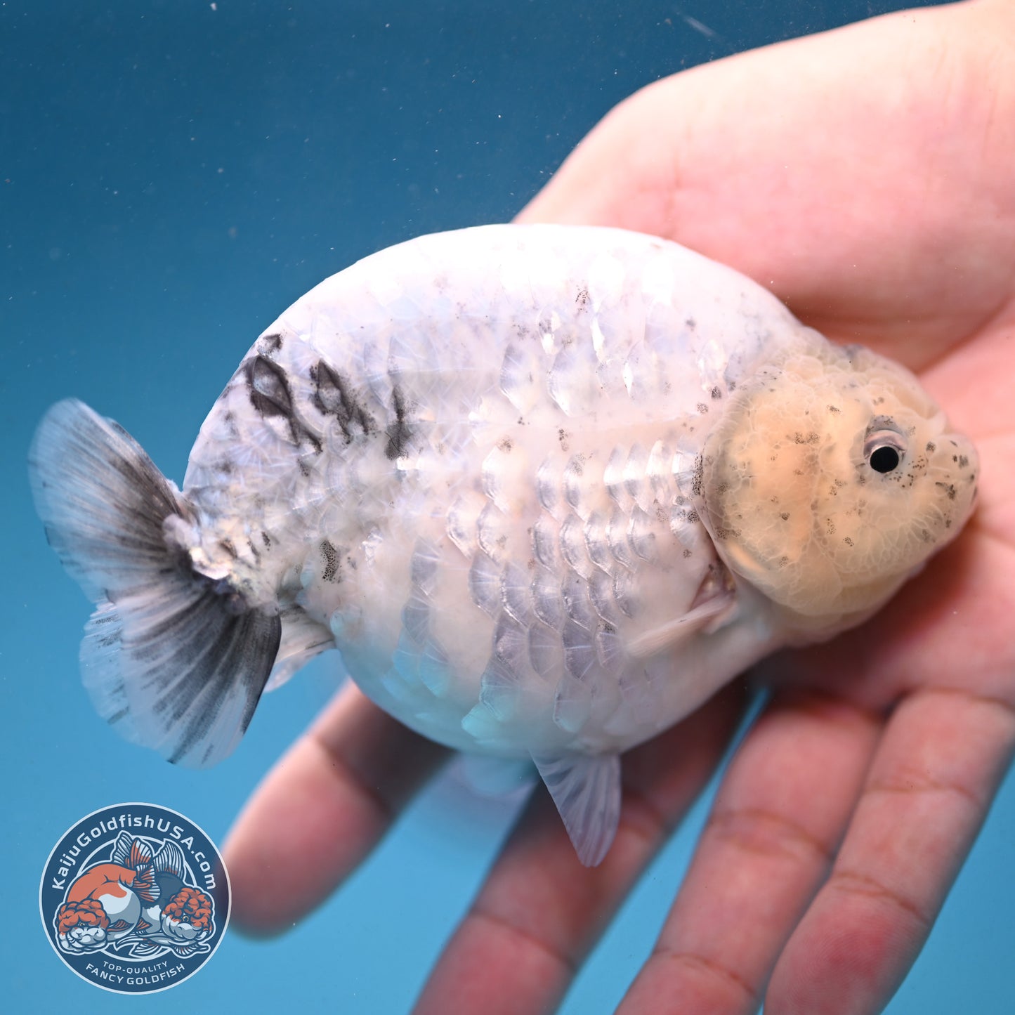 Granite Ranchu 4.5 inch Body (250926_RC01)