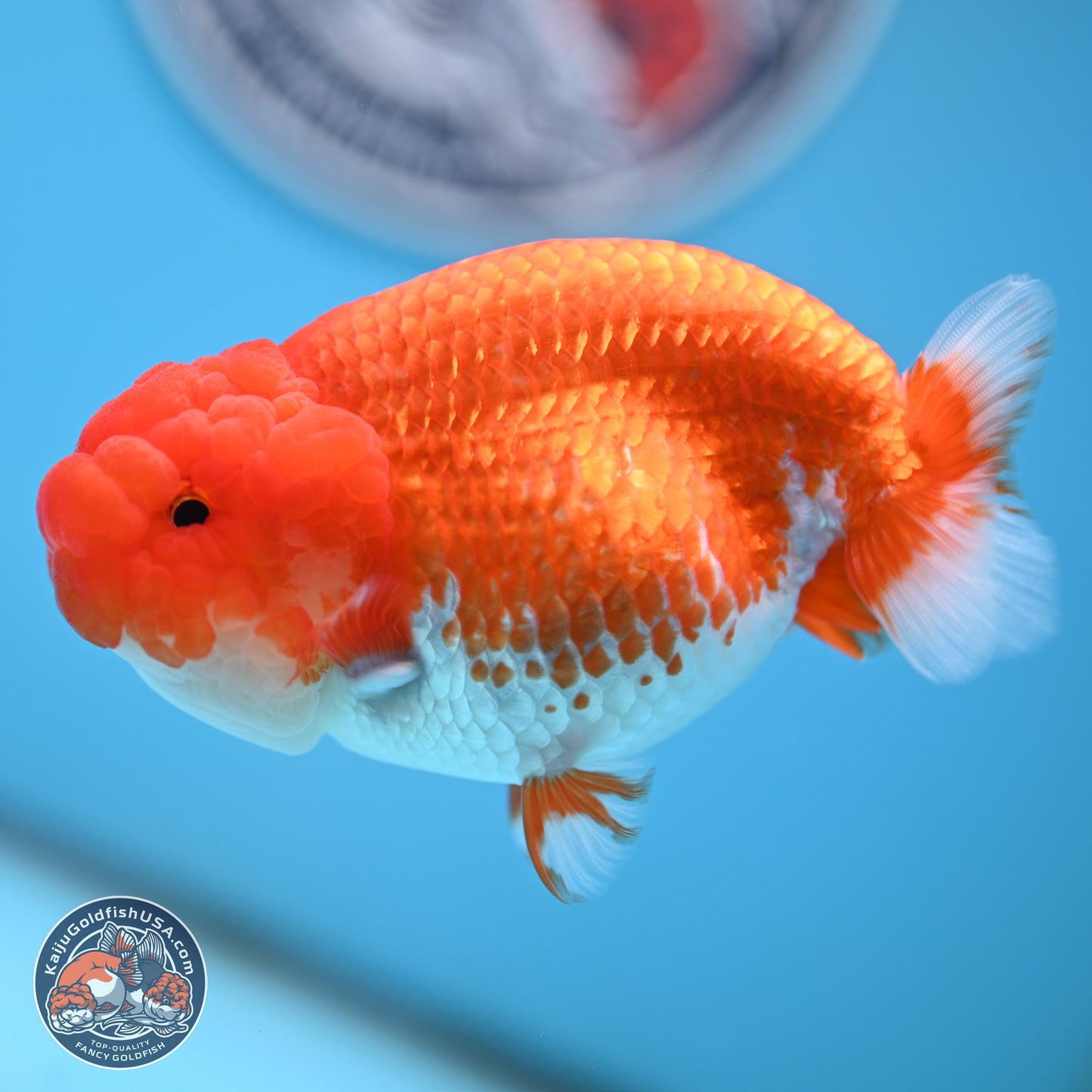 Red White Buffalo Ranchu 4.5 inches Body - Female (250404_RC01)
