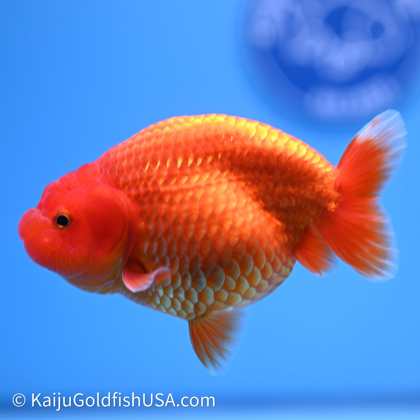 Red/Orange Buffalo Ranchu 4in Body (240621_RC01) - Kaiju Goldfish USA