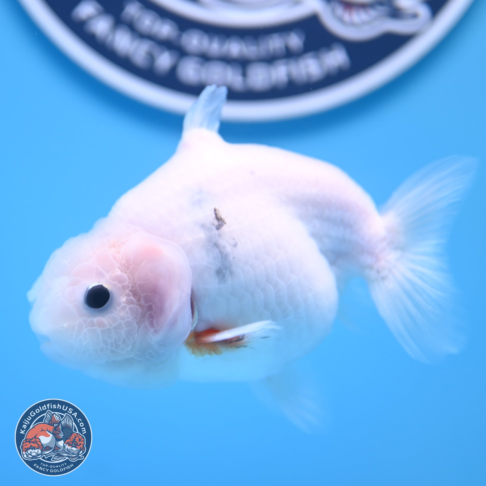 Shark Fin Ranchu 3.5 inches(240802_RC01) - Kaiju Goldfish USA