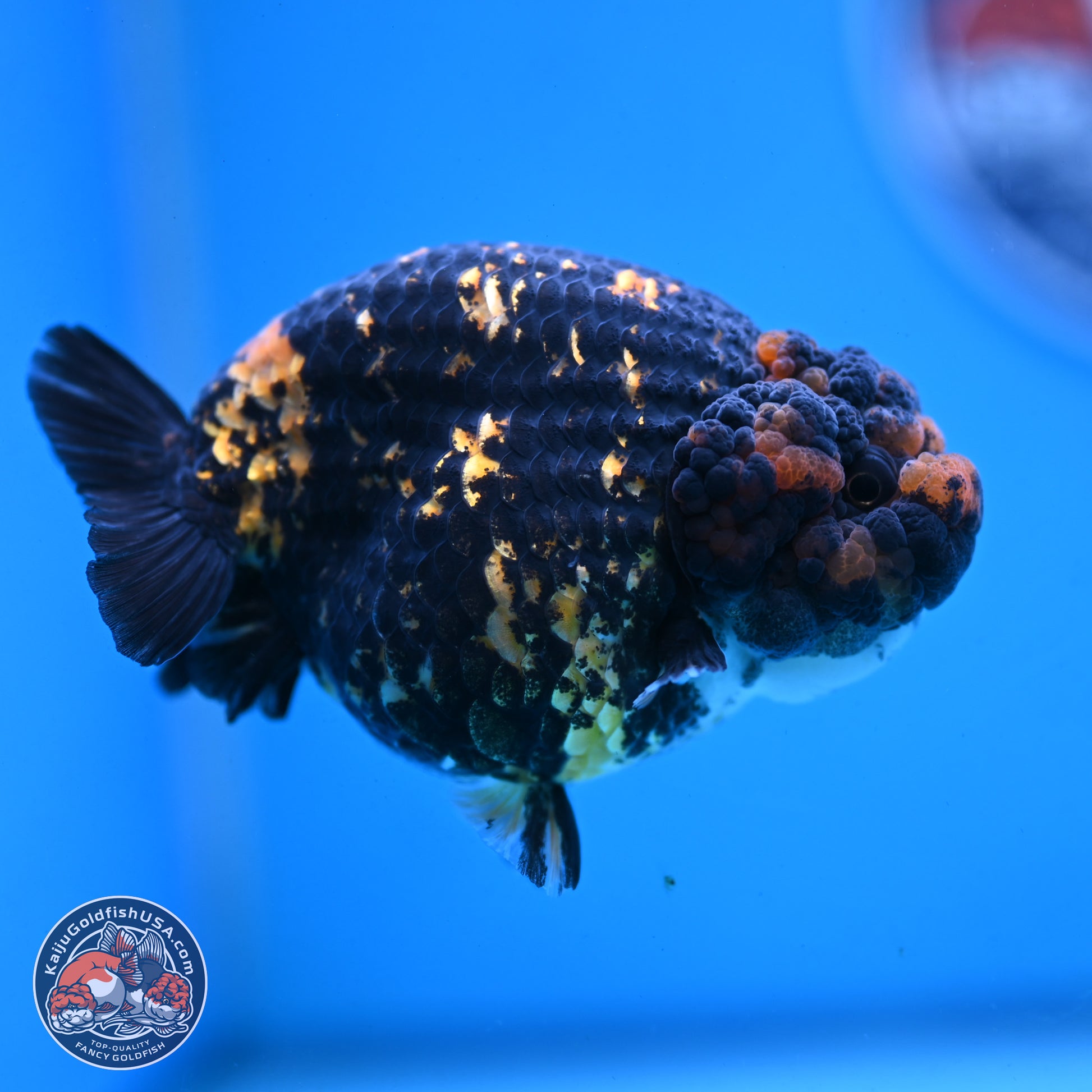 Heavy Ink Tiger Ranchu 4 inches Body - Female (250103_RC01) - Kaiju Goldfish USA