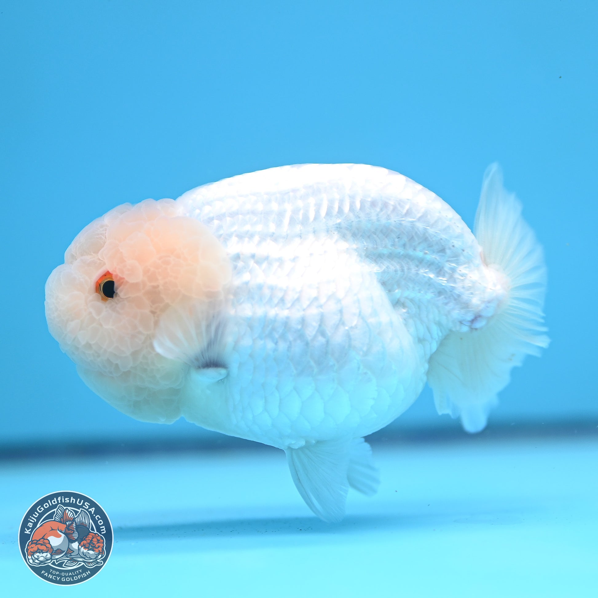 AA Grade Lemon Head White Lionchu 3.5-4 inches (240906_RC01) - Kaiju Goldfish USA